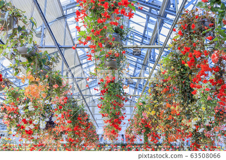 Naganoana Village Begonia Garden 63508066