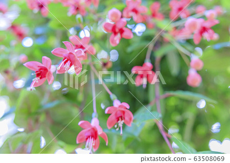 Naganoana Village Begonia Garden Naganoana Village Begonia Garden 63508069