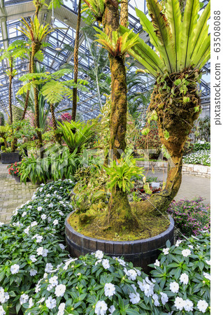 Naganoana Village Begonia Garden Naganoana Village Begonia Garden 63508088