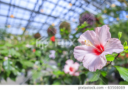 長野村海棠花園 長野村海棠花園 63508089
