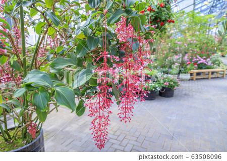 長野村海棠花園 63508096