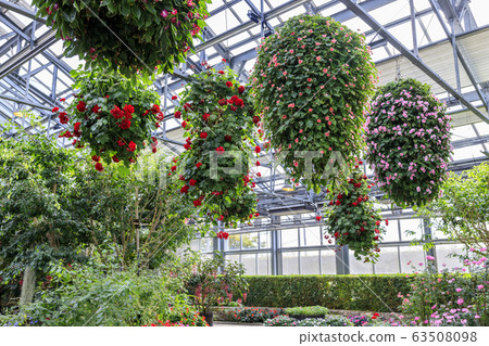 Naganoana Village Begonia Garden 63508098