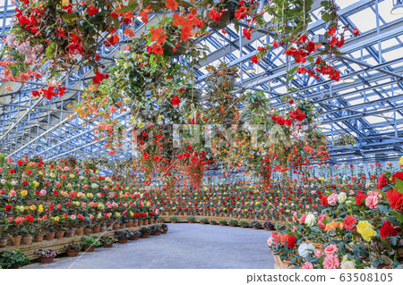 Naganoana Village Begonia Garden 63508105