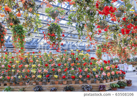 Naganoana Village Begonia Garden Naganoana Village Begonia Garden 63508106