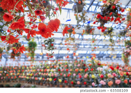 長野村海棠花園 63508109