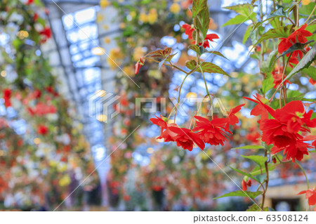 長野村海棠花園 長野村海棠花園 63508124