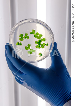Scientific handling cultures in petri dishes in Scientific handling cultures in petri dishes in 63508354