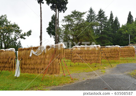 Rice on rice rack (Niigata Prefecture) Rice on rice rack (Niigata Prefecture) 63508587