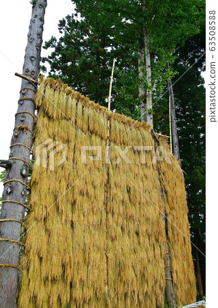 Rice on rice rack (Niigata Prefecture) Rice on rice rack (Niigata Prefecture) 63508588