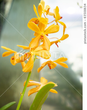 beautiful orchid flower, bouquet of orchid flower 63508634