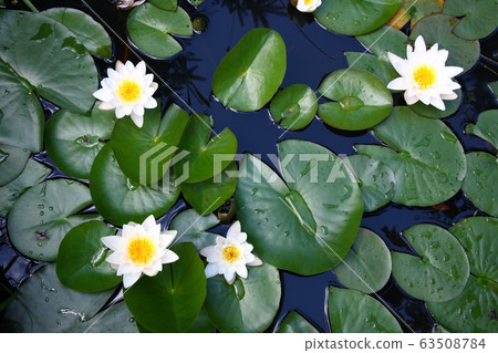 White water lily (Nymphaea alba) White water lily (Nymphaea alba) 63508784