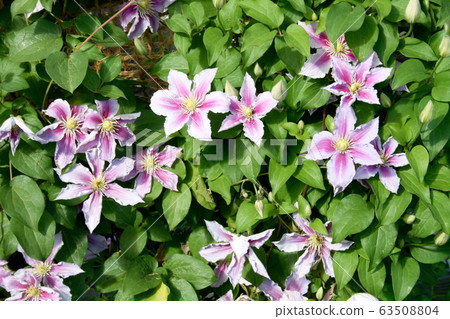 clematis flower (Clematis) clematis flower (Clematis) 63508804