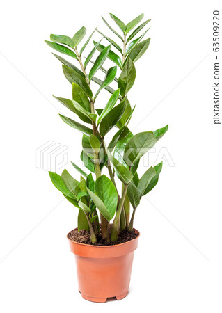 Zamioculcas zamiifolia flower in pot on white 63509220