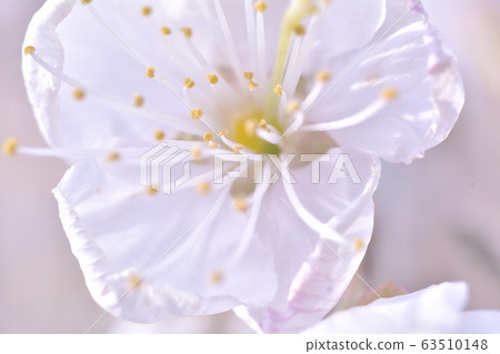 Cherry blossom Cherry blossom 63510148