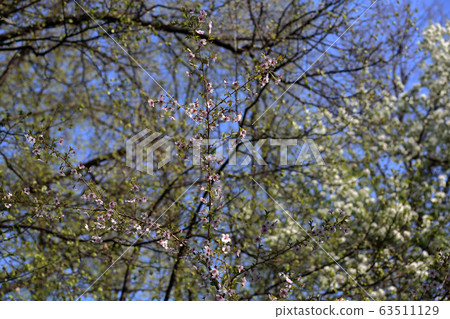 Spring flowering of sakura 63511129