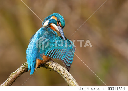 Cute common kingfisher male cleaning feathers with long black beak in spring Cute common kingfisher male cleaning feathers with long black beak in spring 63511824