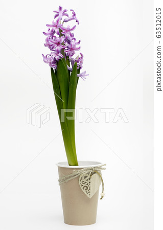hyacinth in craft cup on white background isolated  63512015
