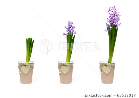 Tree stages of growing hyacinth in craft cups on white background isolated  63512017