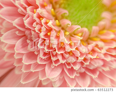 非洲菊特寫 63512273
