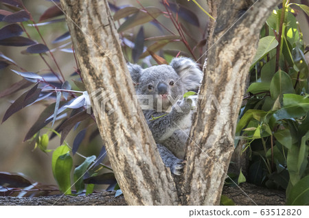 Koala's baby 63512820