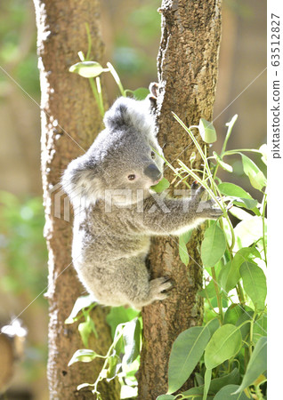 Koala's baby Koala's baby 63512827