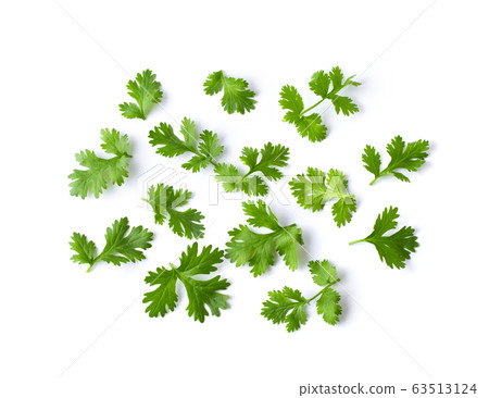 Green coriander leaves close-up, isolation on a white background. top view Green coriander leaves close-up, isolation on a white background. top view 63513124