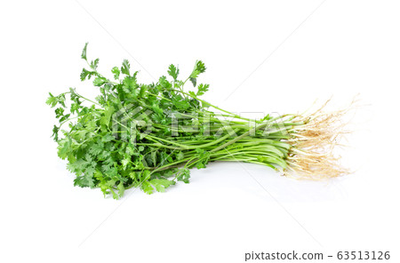 Coriander leaves on white background Coriander leaves on white background 63513126