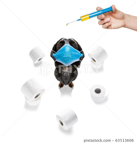 ill sick dog with illness and paper rolls 63513606