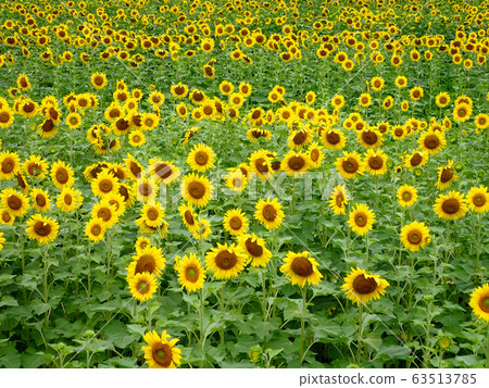 Sunflower of south light Sunflower of south light 63513785