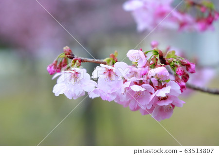 陽光櫻花 陽光櫻花 63513807