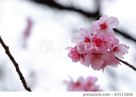 陽光櫻花 63513808