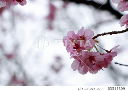 陽光櫻花 陽光櫻花 63513809