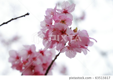 Sunshine cherry blossoms Sunshine cherry blossoms 63513817