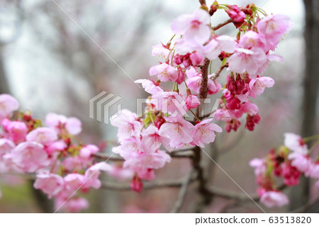 Sunshine cherry blossoms Sunshine cherry blossoms 63513820