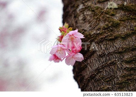 陽光櫻花 陽光櫻花 63513823