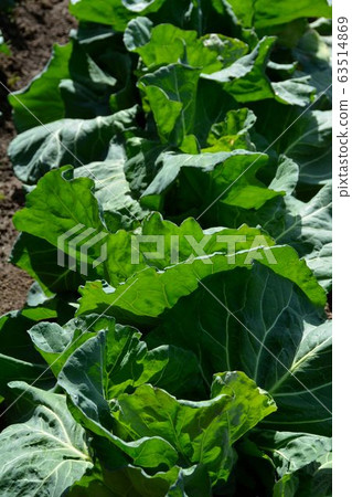 Home vegetable garden of spring vegetable cultivation Home vegetable garden of spring vegetable cultivation 63514869