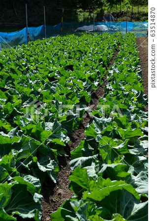 春季蔬菜栽培的家庭菜園 春季蔬菜栽培的家庭菜園 63514870