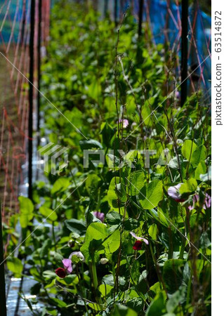 Home vegetable garden of spring vegetable cultivation Home vegetable garden of spring vegetable cultivation 63514872