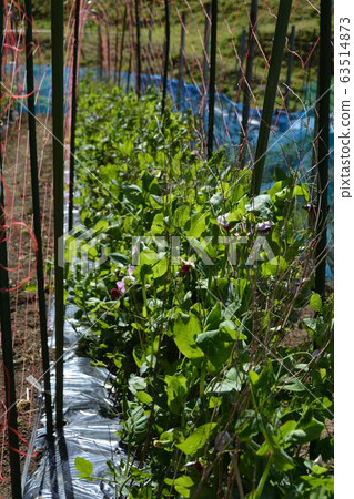Home vegetable garden of spring vegetable cultivation Home vegetable garden of spring vegetable cultivation 63514873