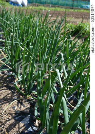 Home vegetable garden of spring vegetable cultivation Home vegetable garden of spring vegetable cultivation 63514874