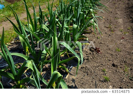 Home vegetable garden of spring vegetable cultivation Home vegetable garden of spring vegetable cultivation 63514875