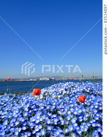 Maishima dyed in nemophila blue Maishima dyed in nemophila blue 63514897