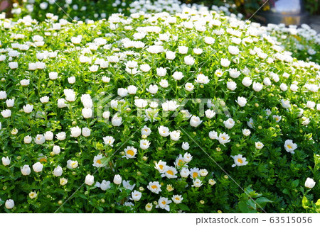 Daisies Flower Daisies Flower 63515056
