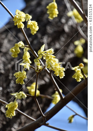 Toshimizuki (Tosa Mizuki) 63515134