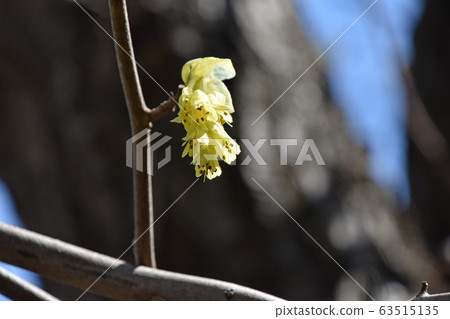 Toshimizuki (Tosa Mizuki) 63515135