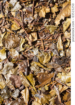 Kyobancha Bancha Hojibancha Background Kyobancha Bancha Hojibancha Background 63515250