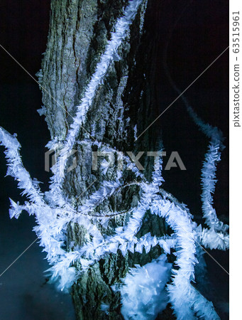 在冰點以下15度的世界中,六角形晶體明顯生長。我正在2m雪的沼澤中射擊。廣島 在冰點以下15度的世界中,六角形晶體明顯生長。我正在2m雪的沼澤中射擊。廣島 63515961