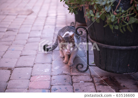Free cat in Marrakesh Free cat in Marrakesh 63516600