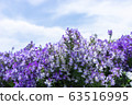 紫花 63516995
