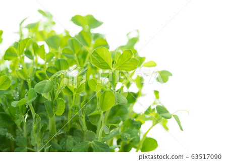 Image green 63517090